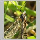 Limnophila punctata - Stelzmuecke 02.jpg